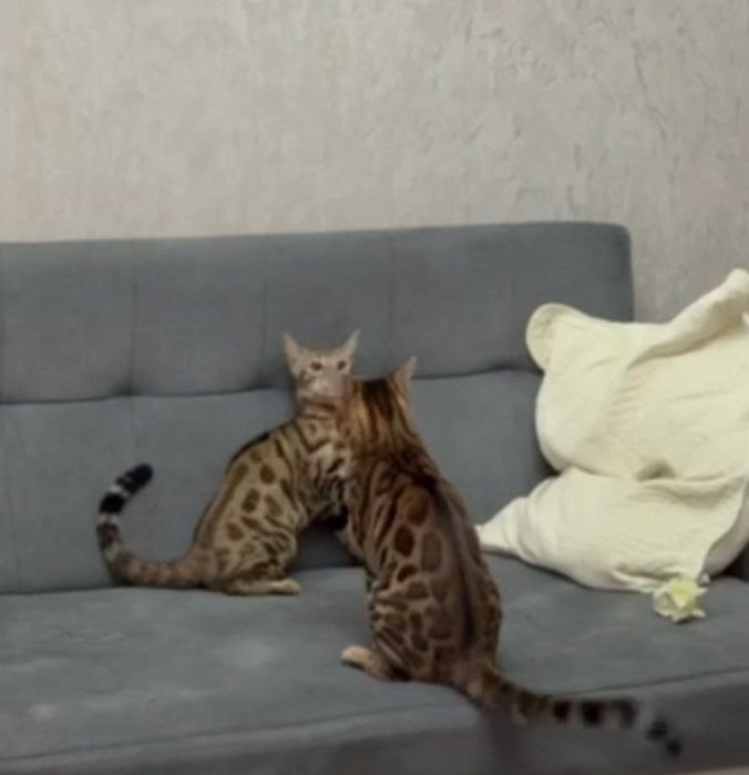 На продаже   Бенгалксий кот