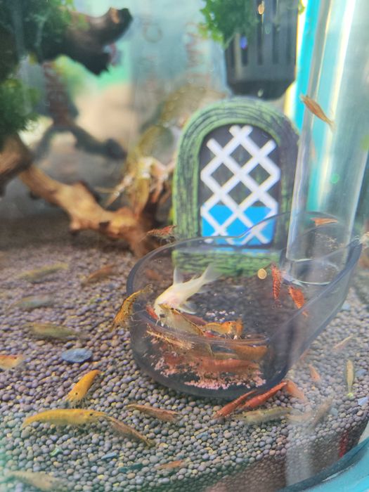 Креветки аквариумные