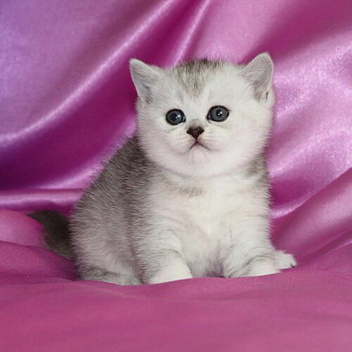 Шиншилки КоТятА Британцы