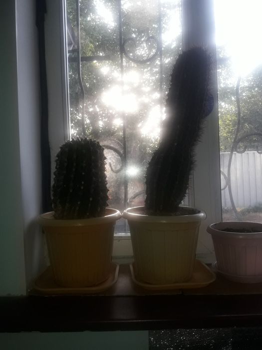 Кактус Эхинопсис продам