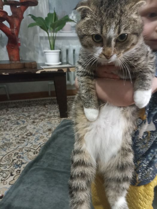 Продам красивого котёнка