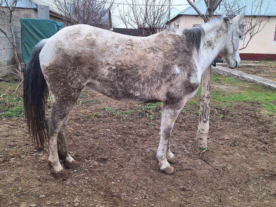 Бордақы үш ай байланған бие