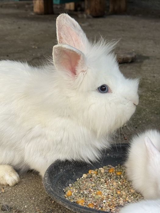 Iepurasi Angora albi cu ochi albastrii