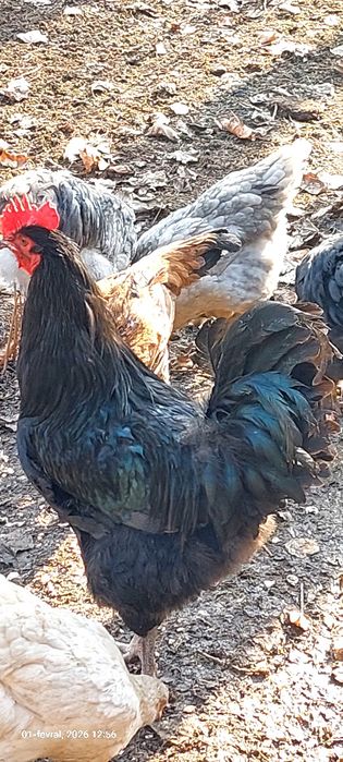 Даканлар ва  жерс