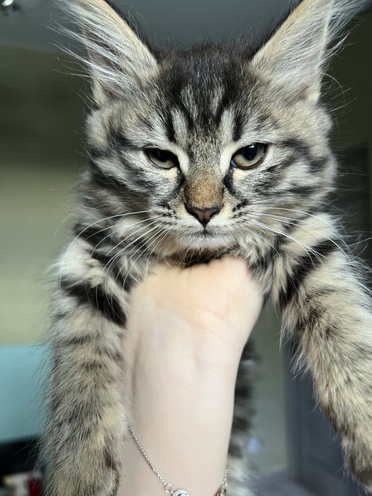 Малышка ищет семью!