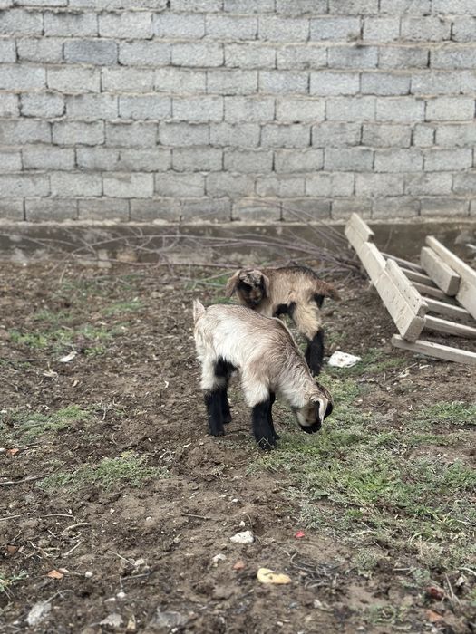 Орыс ешкылер сатылады