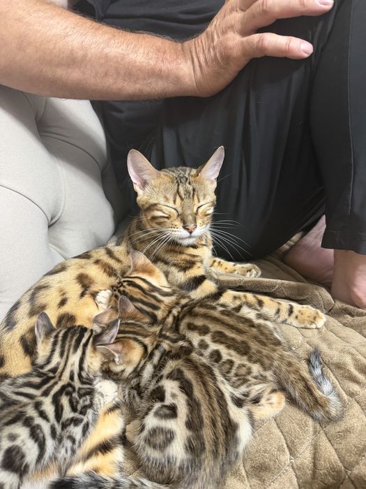 Бенгальская кошка