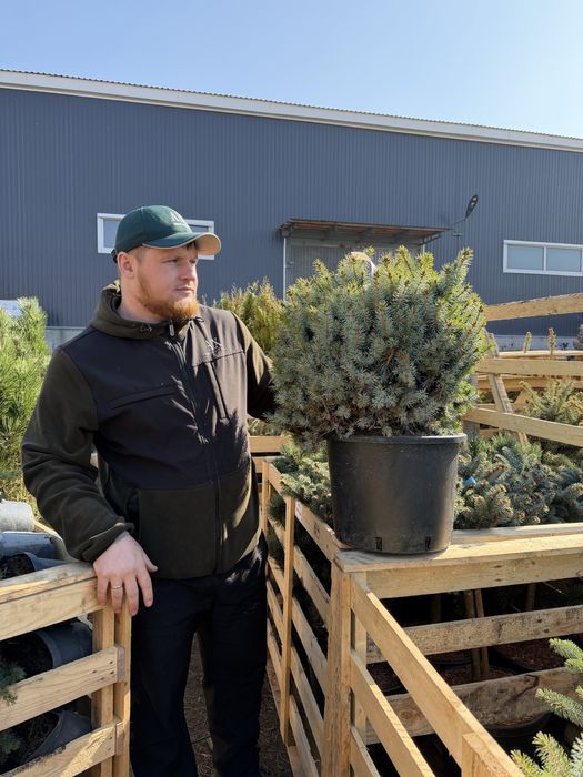 Саженцы, озеленение