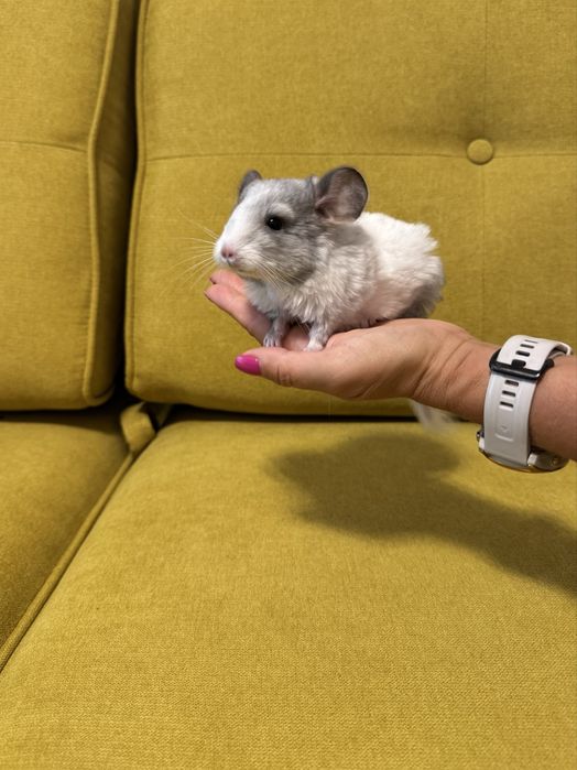 Vand pui Chinchilla