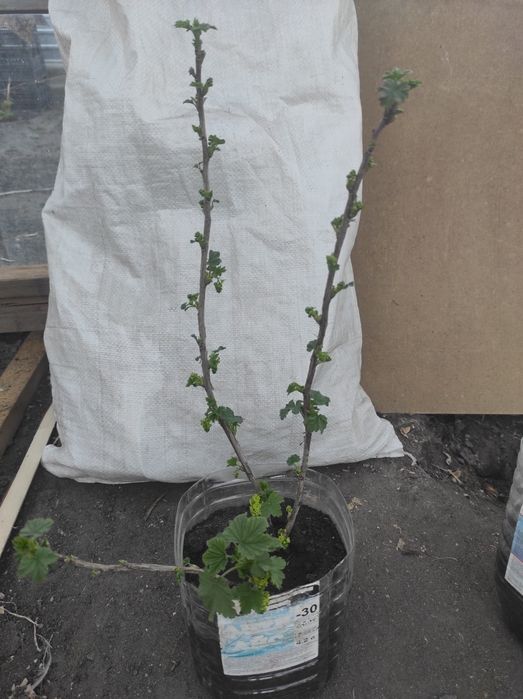 Красная смородина