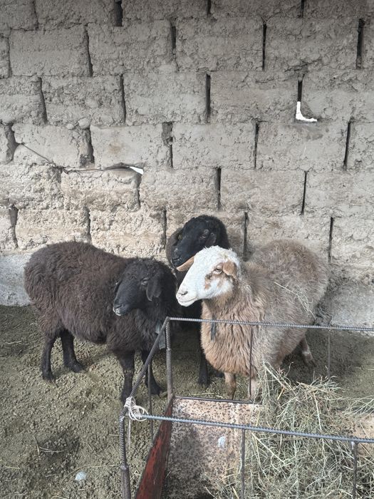 Бордақы кои 120 мың