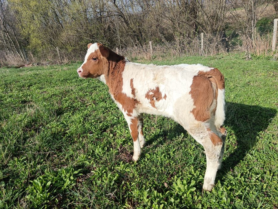Junca bălțată cu primul vițea 6 săptămâni/montata Simmental