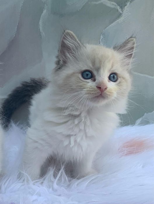 Ragdoll fetita 1500 lei