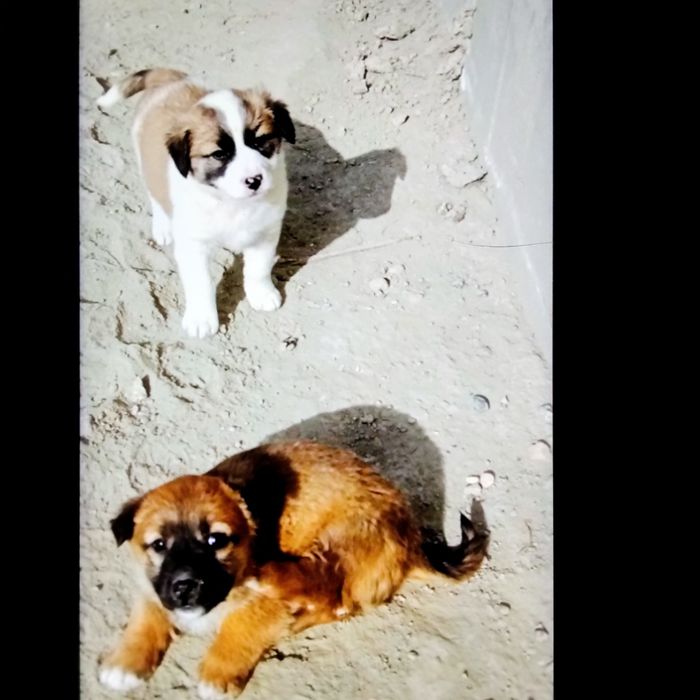 Щенки   2,5мес.порода Гуржи