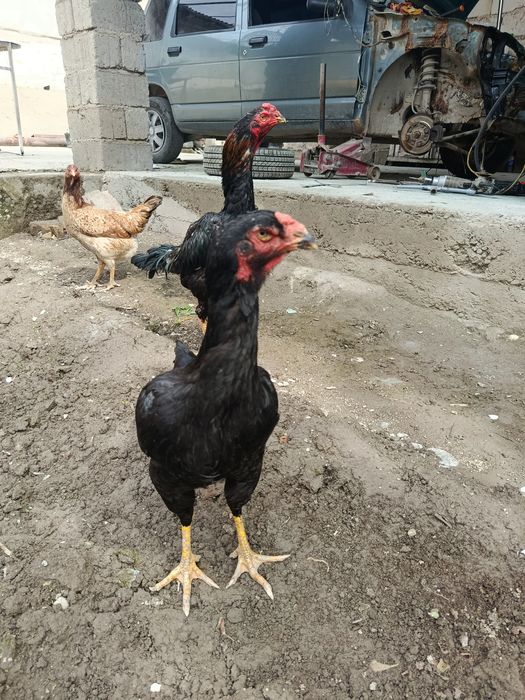 Koreyski tovuq xuroz sotiladi