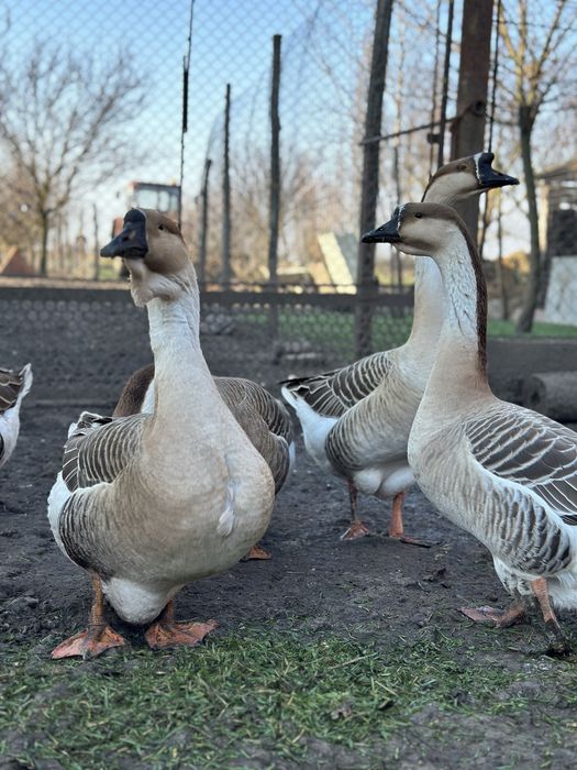 Oua de gasca africana