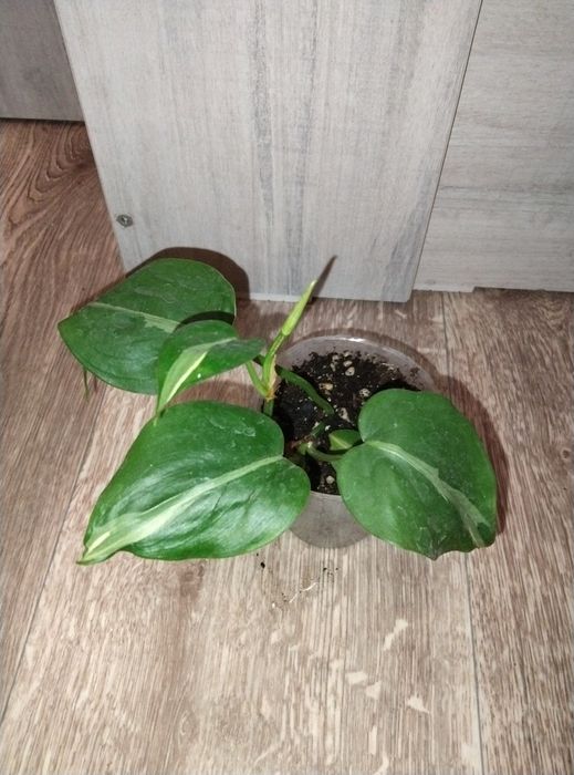 Комнатные растения