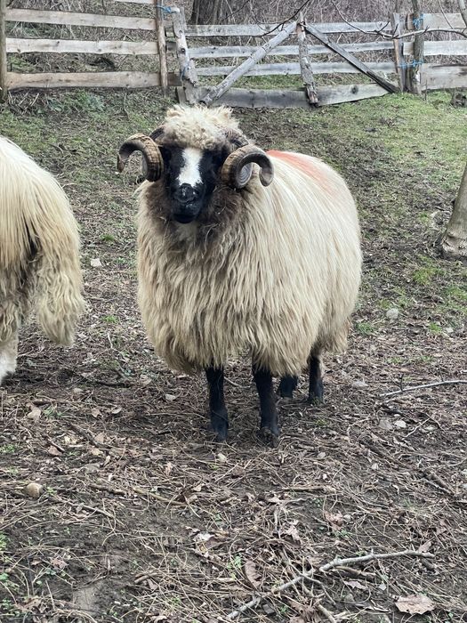 De vanzare mior breaz