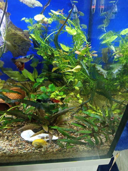 Продам аквариум 250 литров