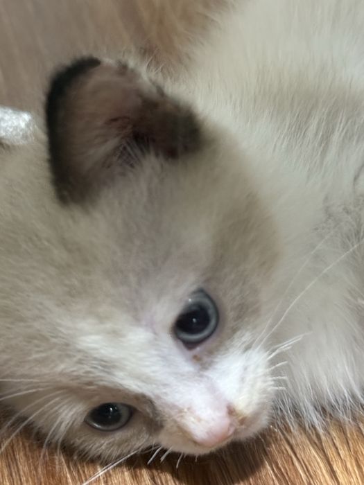 Котёнок, девочка