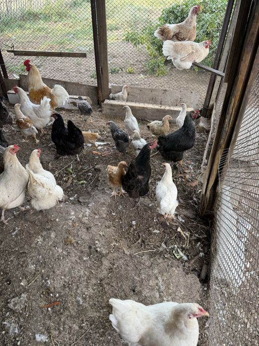 Продам курей и петухов