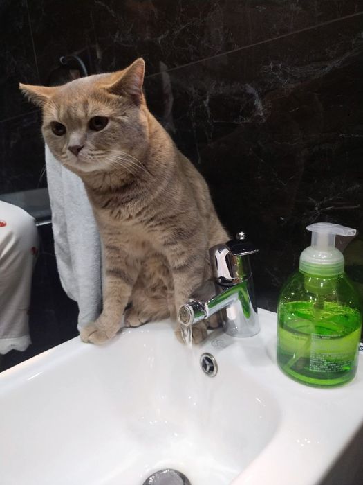 Породистая кошка мальчик для вязки не продается умная