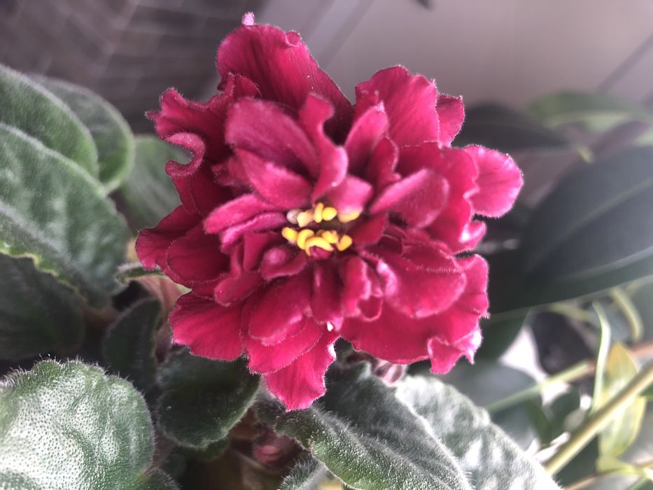 Фиалки сортовые,  молодые 300 тг. Район цемпоселка ……………..