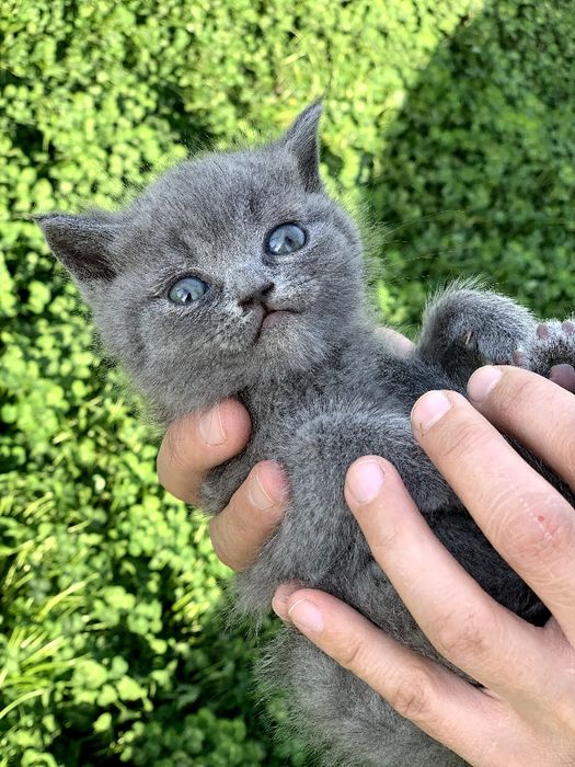 britanski mushukchalar