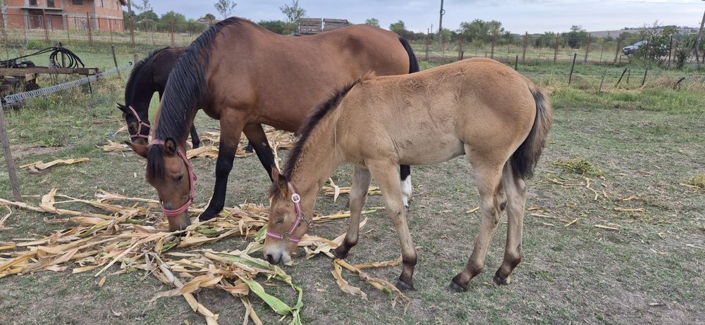 Vand iapa cu mânză