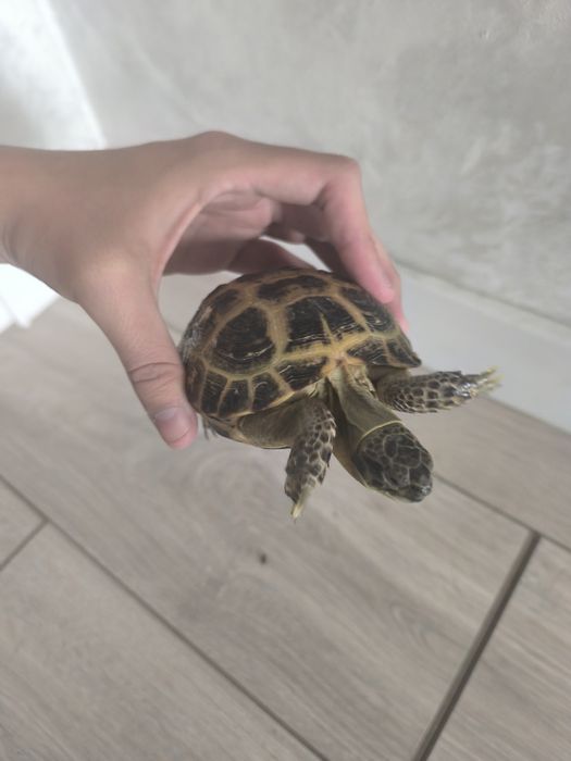 Черепашка продается