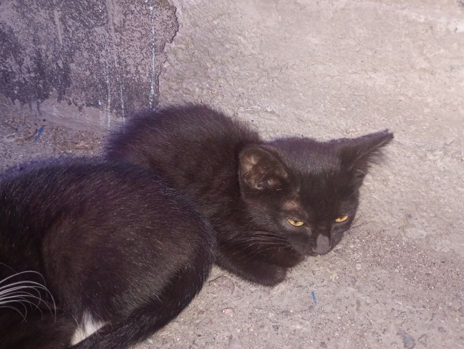 Отдадим котят две девочки