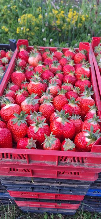 НЕВЕРОЯТЕН СВЕЖ РАЗСАД Ягоди и Малини от Произведител