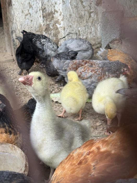 Гусята линда 5000т