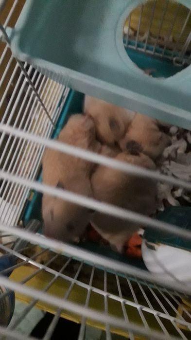 продам Сериского хомика 2000тг 4мкр