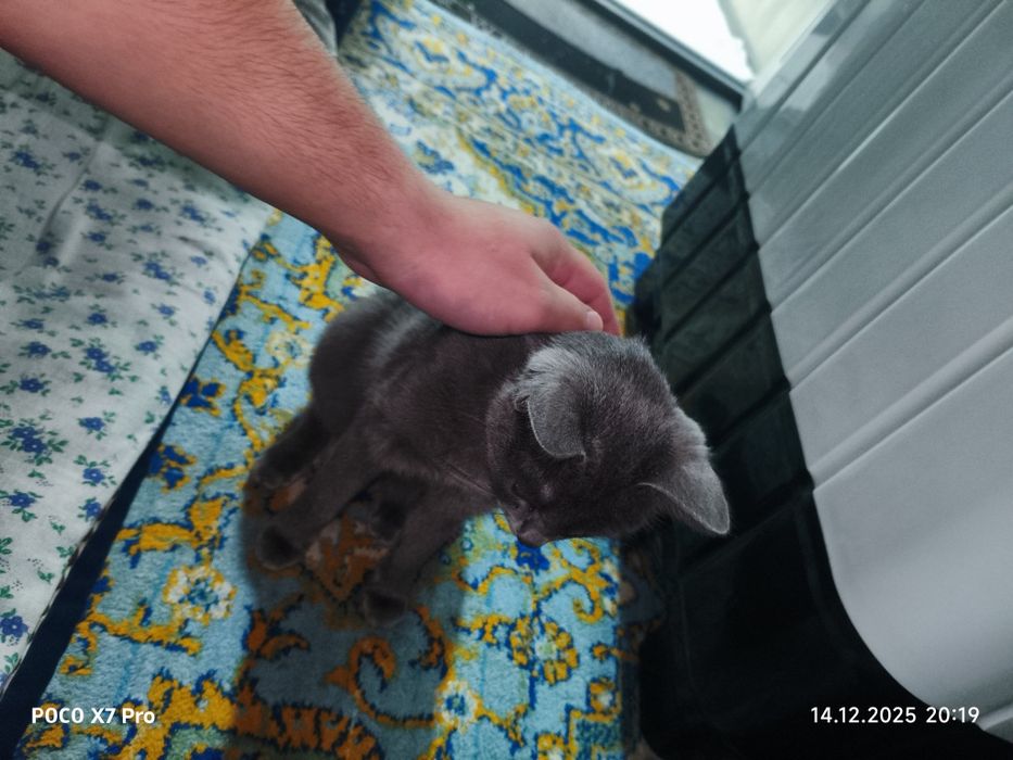 Кошка британская