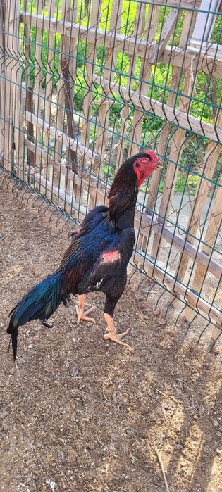 О Шамо привозной