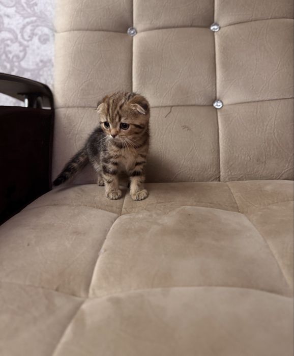 Срочно продаются котята скоттиш фолд мальчики