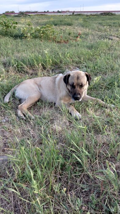 Dau spre adoptie metis kangal virsta 1.5 ani