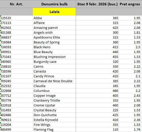Bulbi de lalele, narcise si zambile - Lichidare de stoc! Pret engros!
