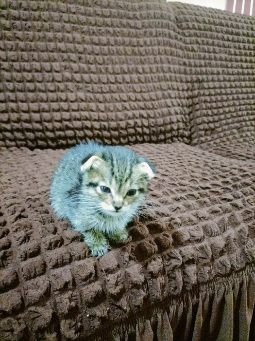 Скоч фолд она бола мушуклар сотилади