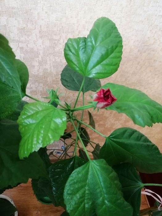 Китайская роза, гибискус