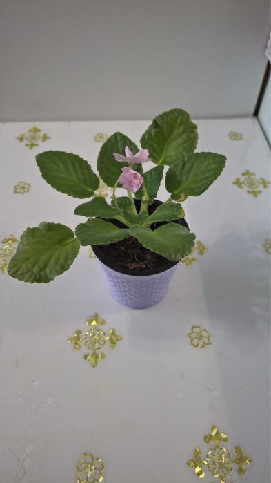 Фиалка цветущая в горшке