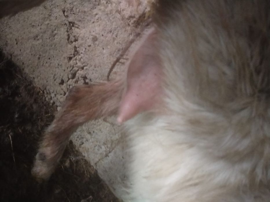 Ешки сауынды лақтарымен