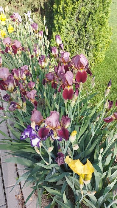 Продам цветы многолетние