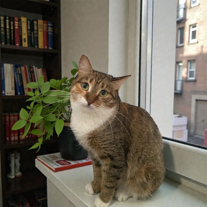 Кошечка в добрые руки