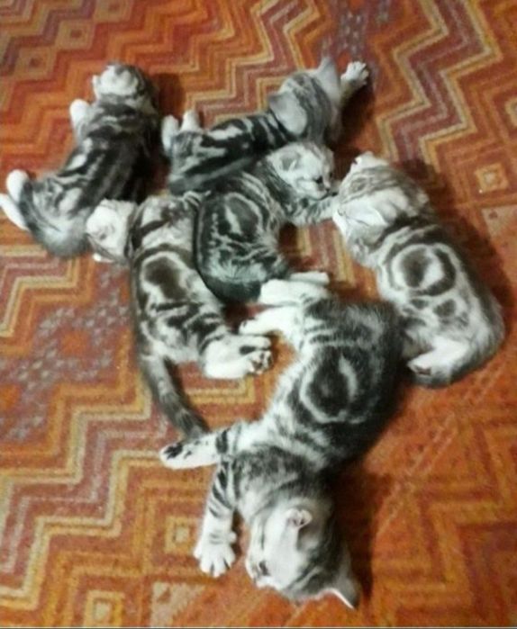 Шотландский вислоухий кот. Вязка