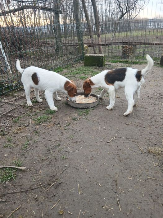 Căței Fox Terrier cu par neted