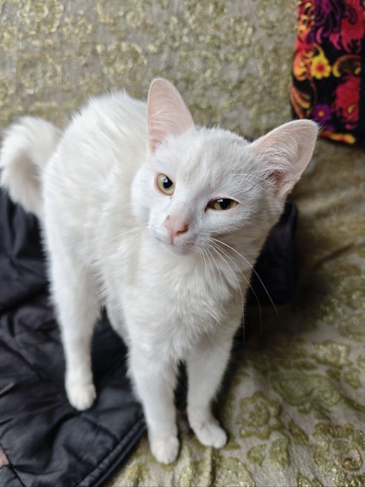 котята отдадим даром в хорошые руки