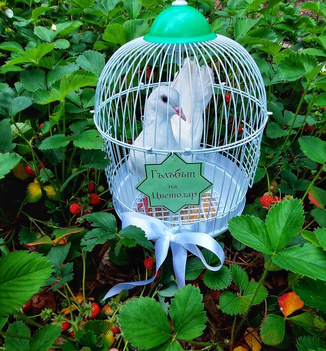 Гълъби за сватба и тържества 40лв