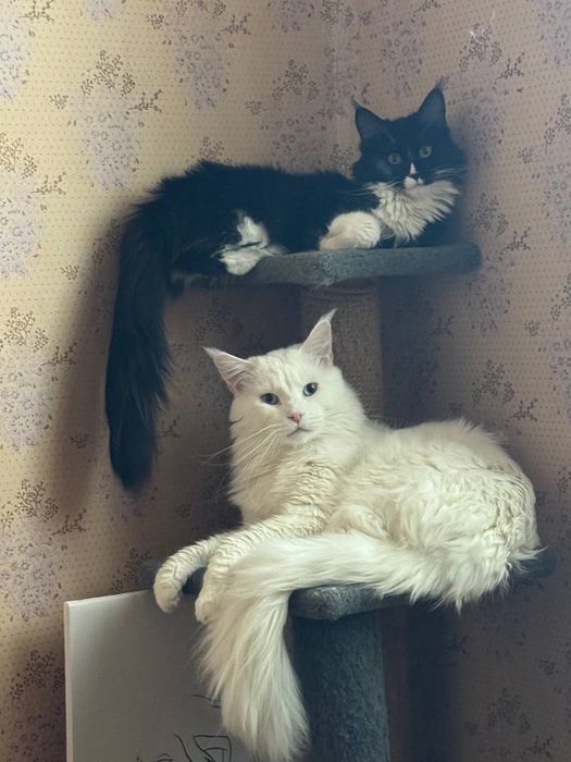 Котята Мейн-кун, готовые к переезду